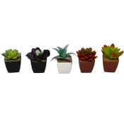 Wholesale - Asst Mini Succulent in Pot Plastic C/P 24, UPC: 763713235038